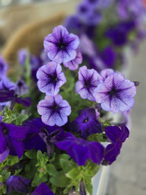 Красавица петуния, г. Благовещенск