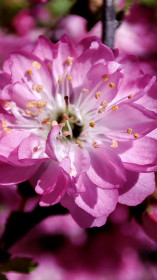 Цветущая луизеания в макро