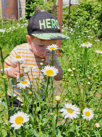 Ой, какие ромашки в с. Ровное