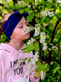 Хороша черёмуха в с. Ровное