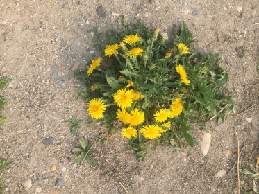 Островок одуванчиков