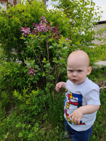 Сирень в Зейском районе