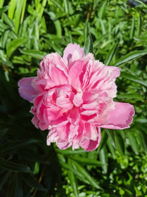 Пионовое настроение, г. Благовещенск