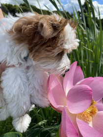 Лотосы и Малыш, с. Липовка