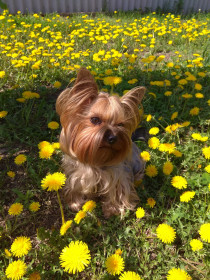 Одуванчики и солнечная девочка Мишель