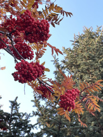 Ой, рябина, рябинушка… г. Благовещенск