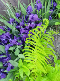 Краски лета: ирис и папоротник, г. Благовещенск