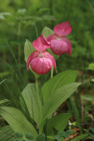 Венерин Башмачок, с. Михайловка