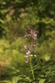 Ясенец (болеголов) из Михайловки