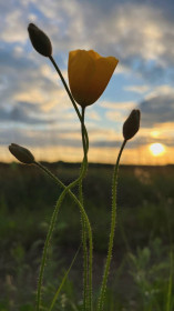 Маки из Михайловки