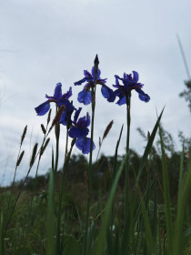 Ирисы из Михайловки