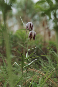 Рябчики из Михайловки
