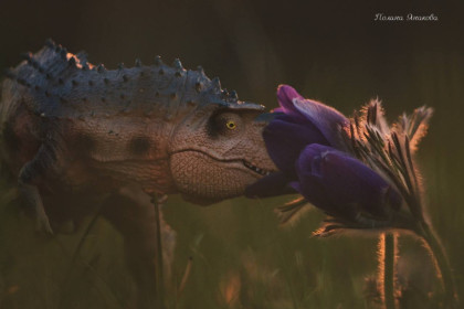 Подснежники (сон-трава), с. Михайловка