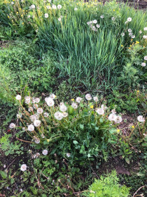 Одуванчики, г. Благовещенск