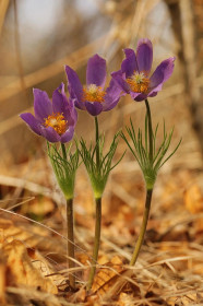 Сон трава, Михайловка