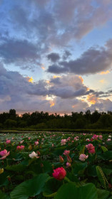 Лотосы, село Грязнушка