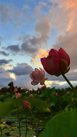 Лотосы в селе Грязнушка