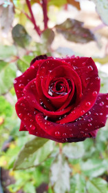 Роза после дождя, п. Дугда