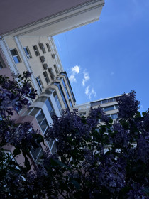 Сирень в Благовещенске