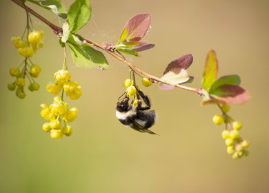 Цветущий барбарис и трудяжка-шмель, с. Николаевка