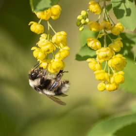 Цветущий барбарис, с. Николаевка