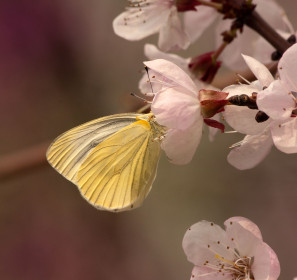 Цветущий абрикос, с. Николаевка