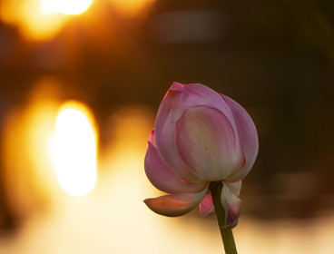 Цветущий лотос, с. Липовка