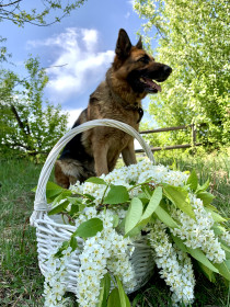 Цветущая черемуха, с. Николаевка