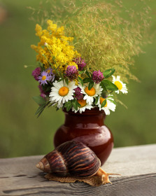 Полевые цветочки, с. Николаевка