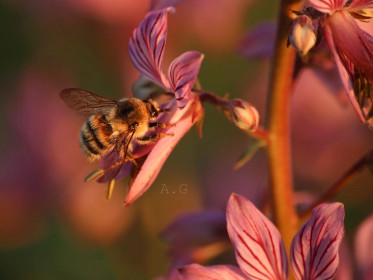Цветущий ясенец, с. Николаевка