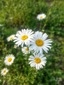 Ромашки-очаровашки, г. Благовещенск