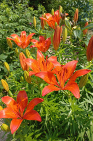 Лилии, г. Благовещенск