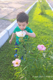 Пионы и маленький любитель цветов