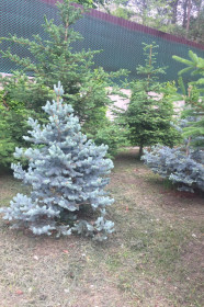 Голубая ель