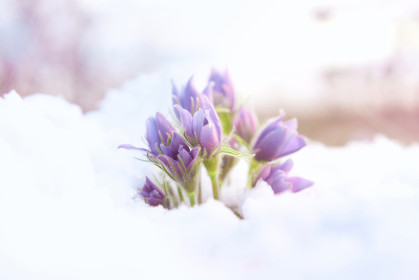 Первые подснежники в Моховой Пади