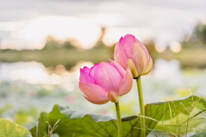 Лотос Комарова, с. Лазаревка