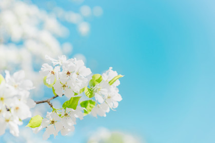 Цветущая груша, г. Райчихинск