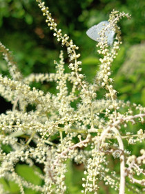 Волжанка обыкновенная