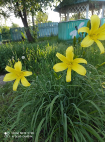 Саранки, с. Дальневосточное