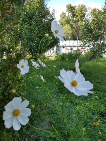 Космея  в селе Дальневосточном