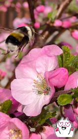 Цветы сакуры и труженик-шмель