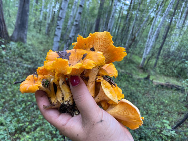 Лисички в Береговом