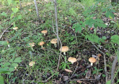 Маслята в Константиновском районе