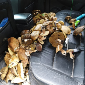 Белые в Константиновском районе