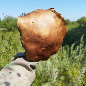 Масленок-гигант, Константиновский район