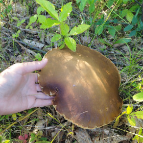 Белый гриб, Константиновка