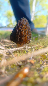 Сморчок в Возжаевке