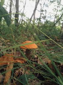 Подосиновик из Шимановска