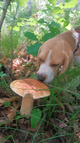 Белый с Биглем, с. Возжаевка