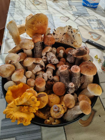 Первые грибочки, п. Уруша, Сковородинский округ